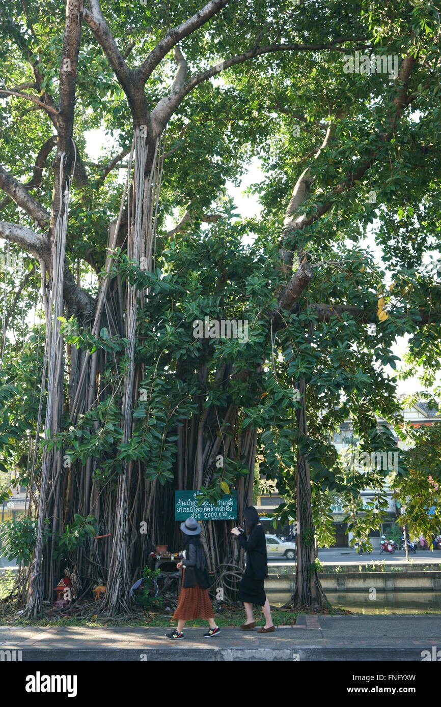 Balades touristiques réussir un vieil arbre luxuriant, près de Chiang Mai Gate, Thaïlande Banque D'Images