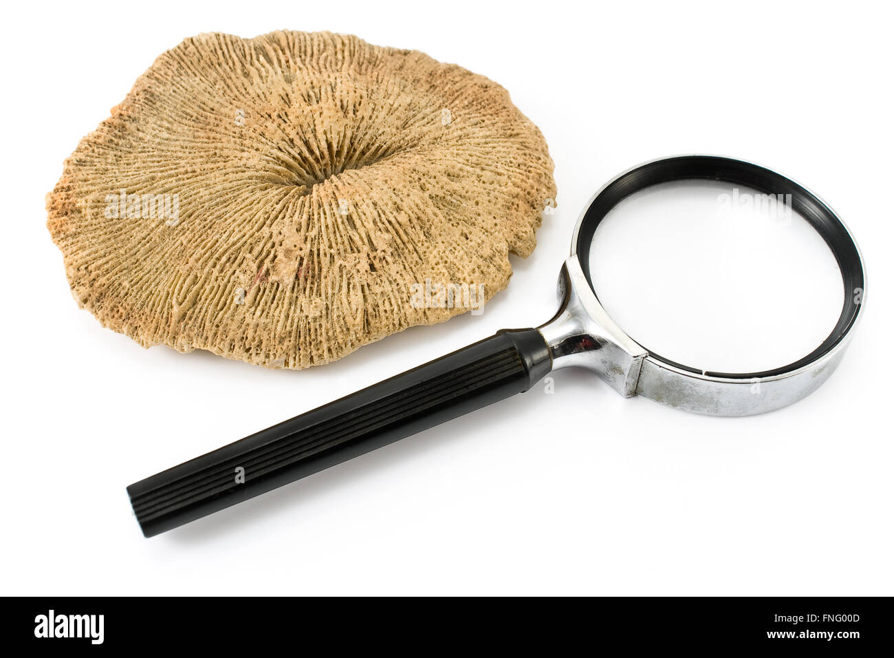 Fleur fossilisé avec loupe isolated on white Banque D'Images