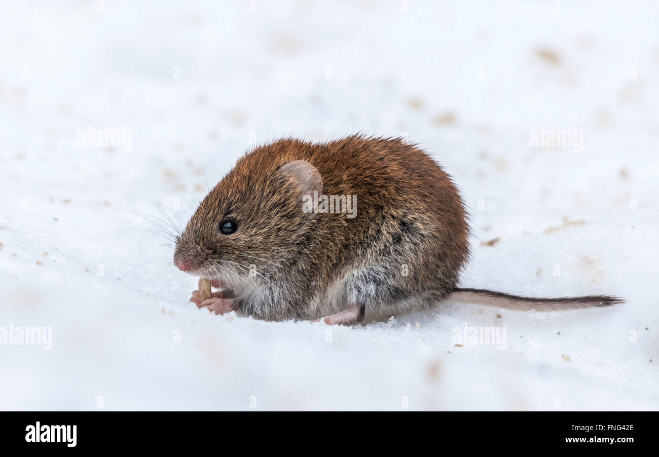 Campagnol roussâtre (Myodes glareolus) manger une graine Banque D'Images