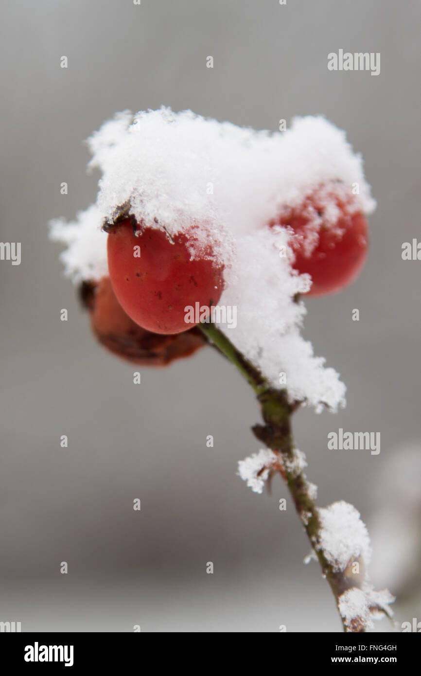 Rose couverte de neige-hanches Banque D'Images