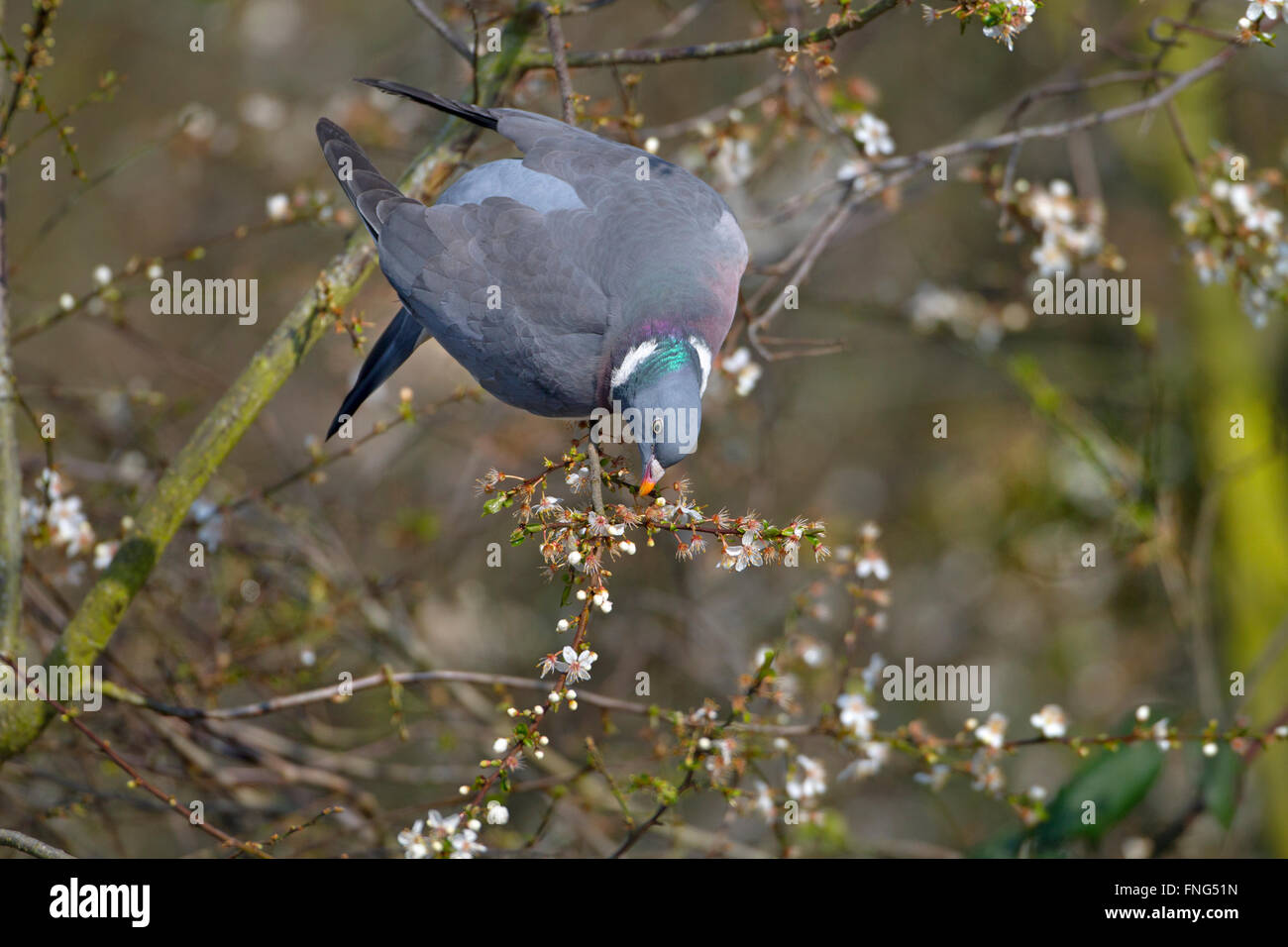 Pigeon ramier Columba palumbus se nourrir de nouveaux bourgeons de prunellier Banque D'Images