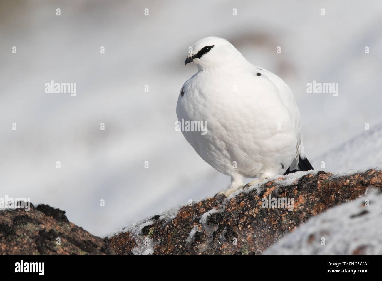 Le Lagopède alpin (Lagopus femelle mutans) assis sur un rocher sur une pente de montagne escarpée Banque D'Images