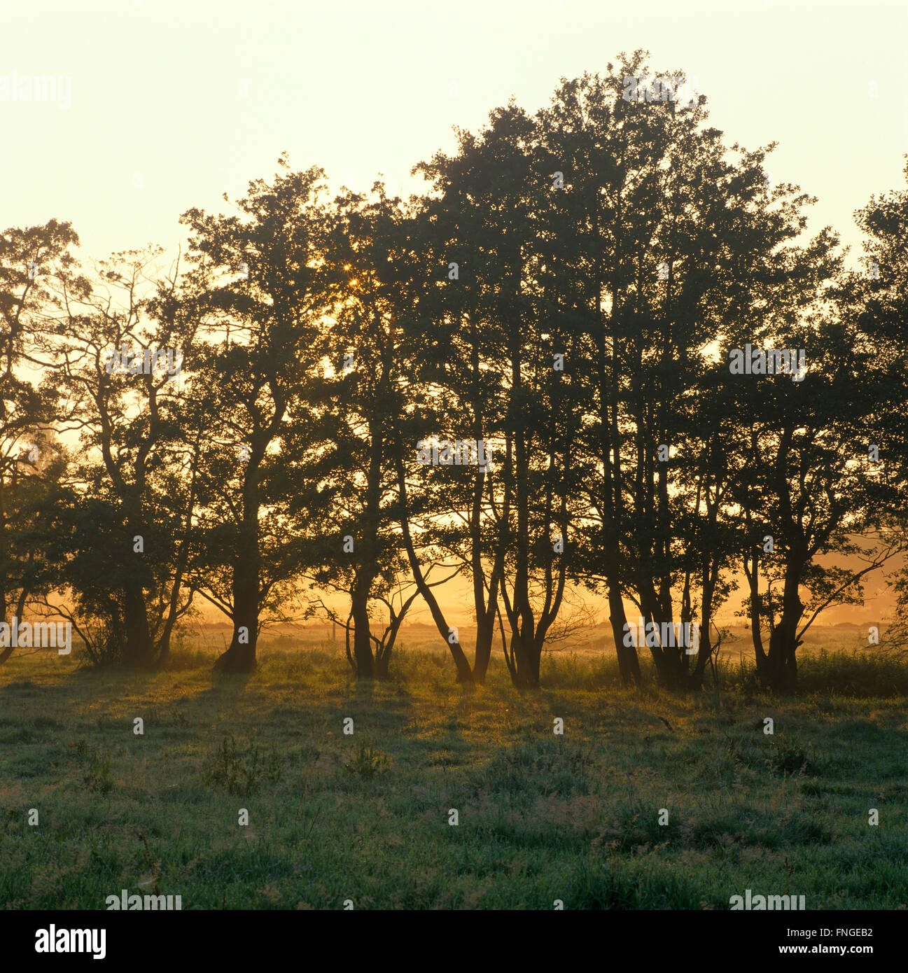 Holland, paysage avec des arbres à l'aube Banque D'Images