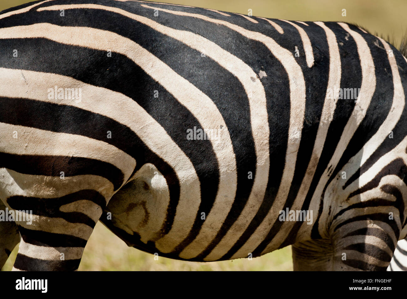 Bandes noires et blanches, la texture d'un zèbre Banque D'Images
