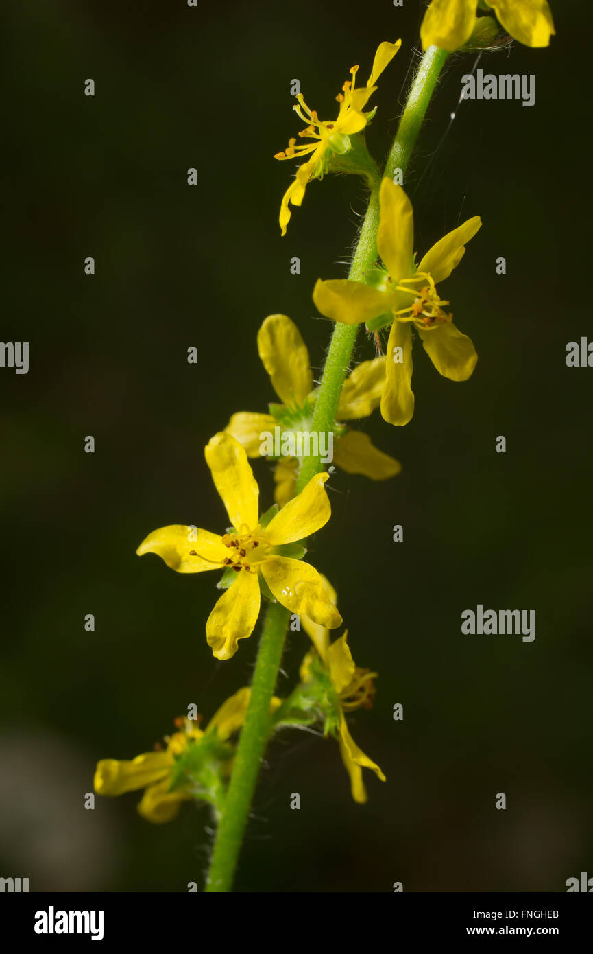 Aigremoine commune est une plante médicinale. Nom latin - Agrimonia eupatoria Banque D'Images
