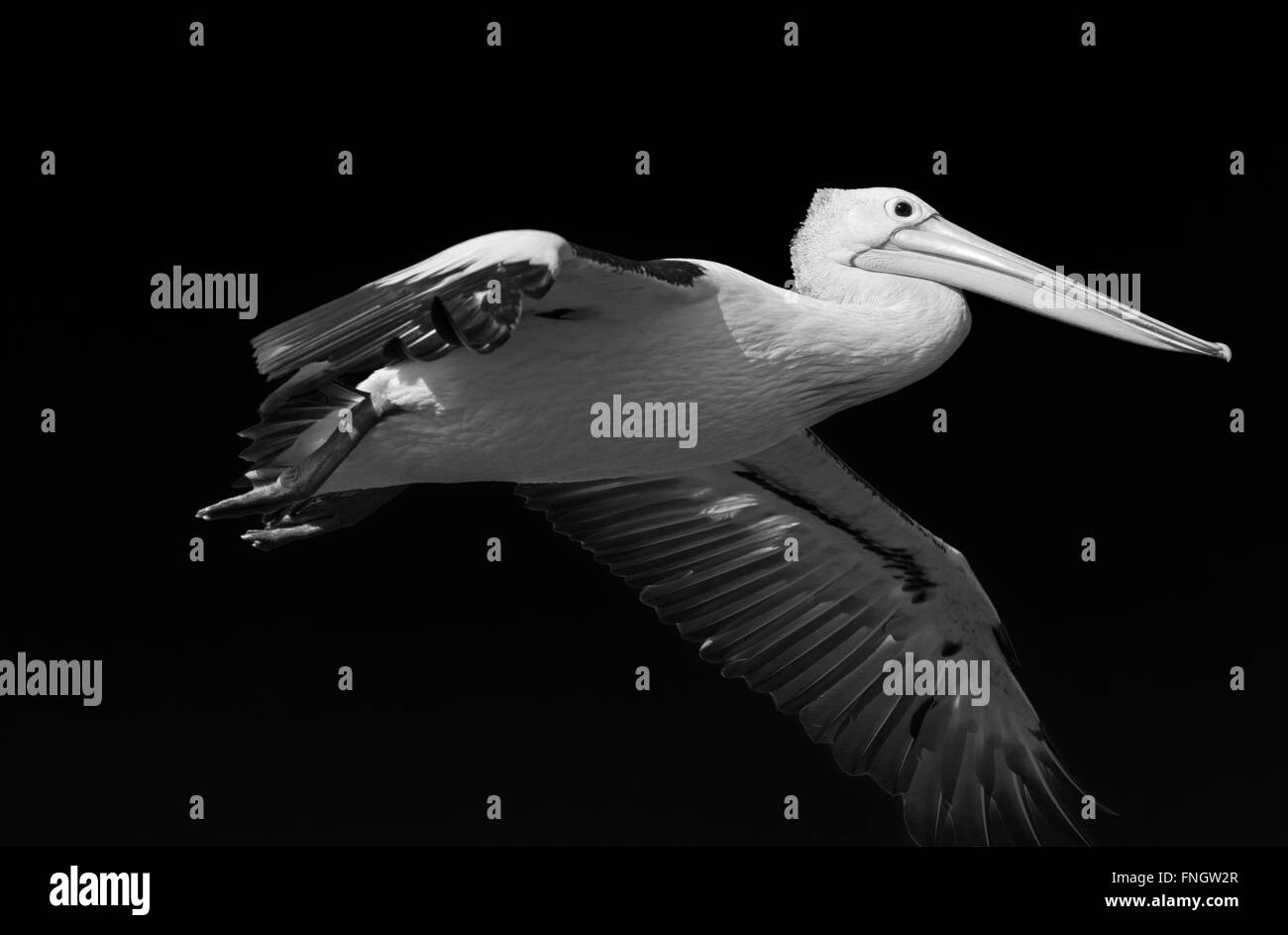 Australian Pelican en monochrome de vol Banque D'Images
