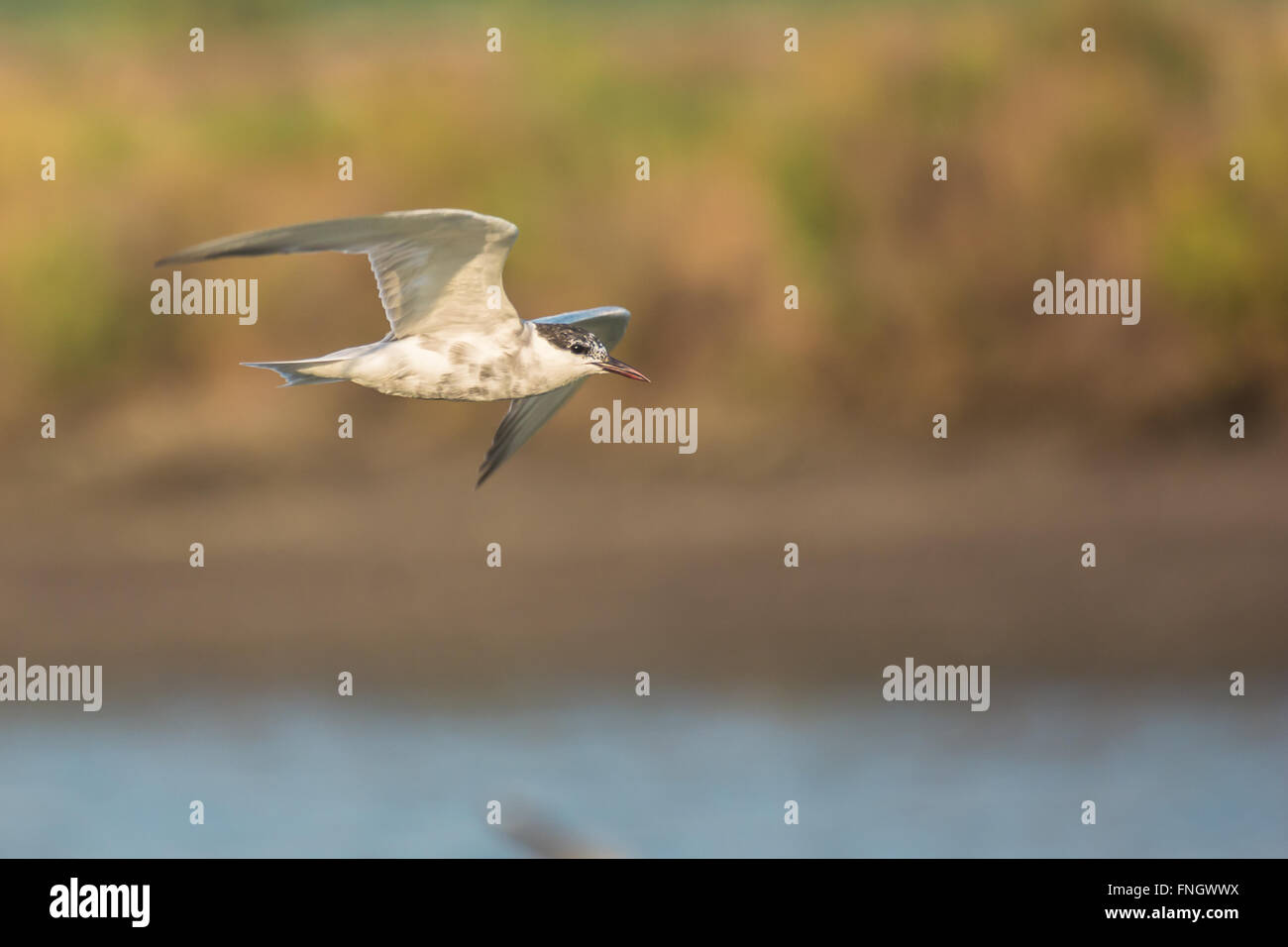 Mouette voler sur un fond Banque D'Images