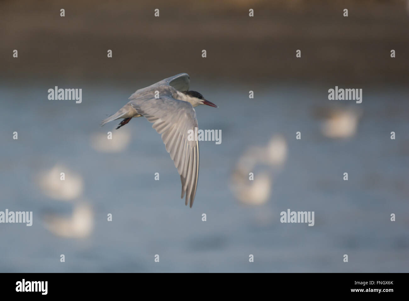 Mouette voler sur un fond Banque D'Images