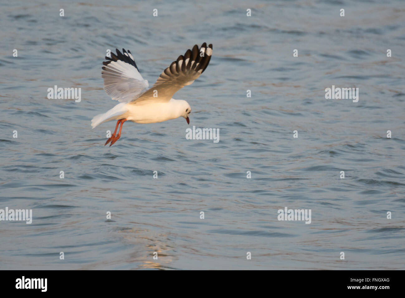 Seagull flying et à la recherche d'un poisson Banque D'Images