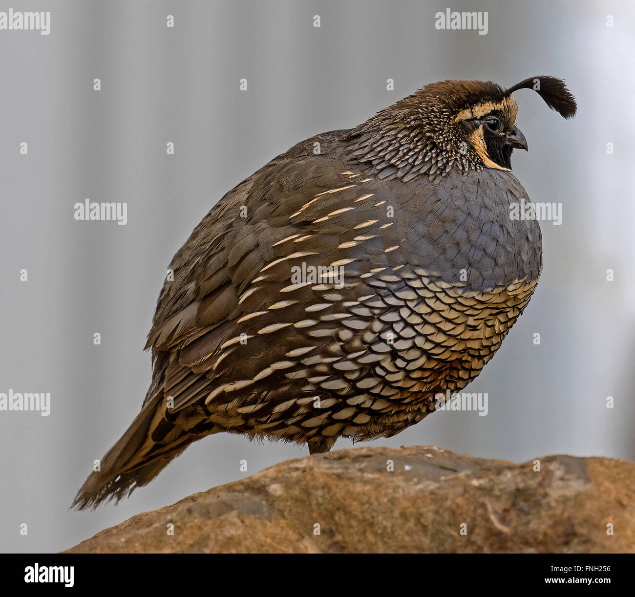 Colin de Californie dans le Queensland, Australie Banque D'Images