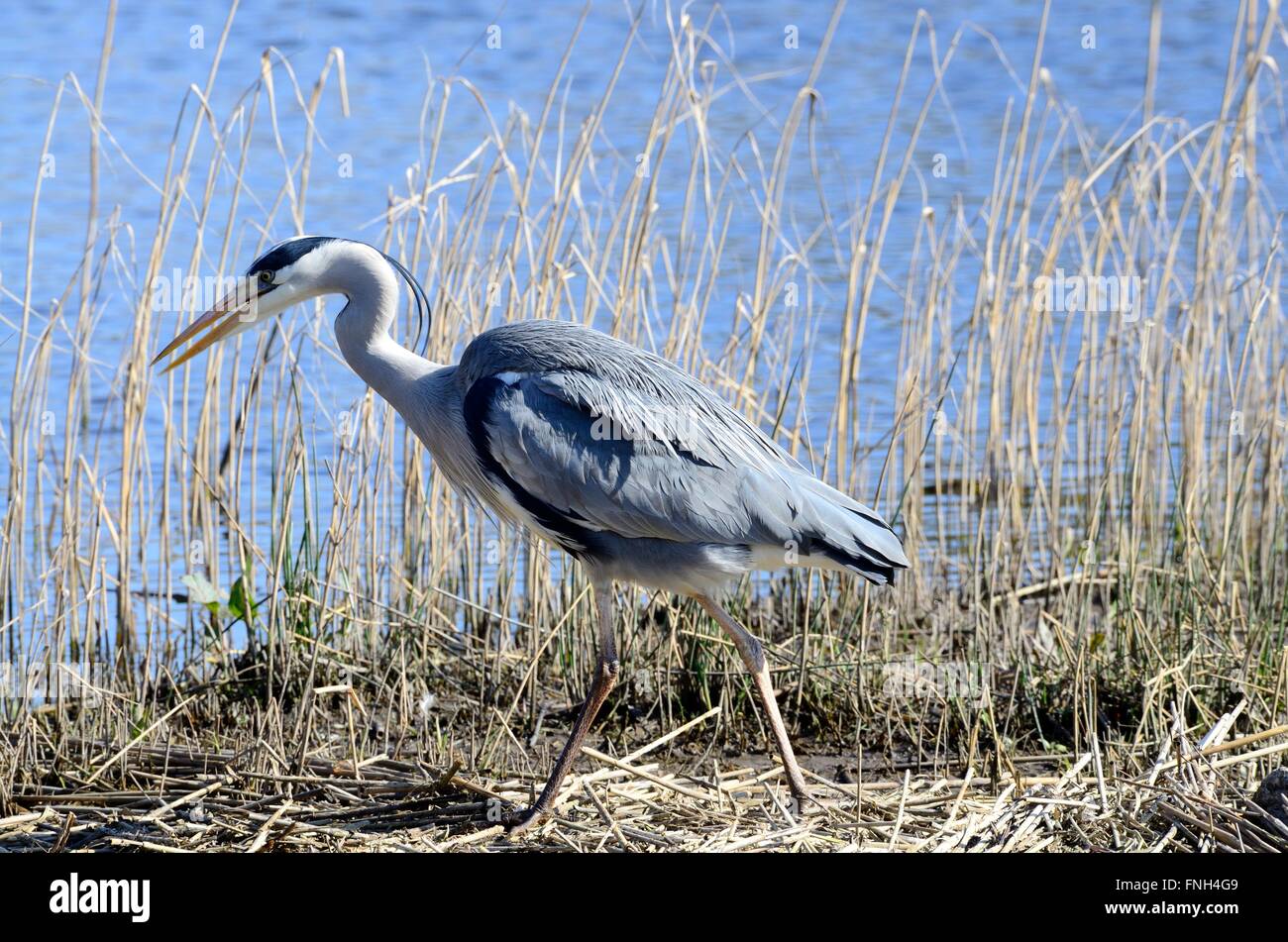 Héron cendré Ardea cinerea la pêche dans les roseaux de la faune et des milieux humides au centre gallois Cilgerran Cardigan Wales Cymru UK GO Banque D'Images