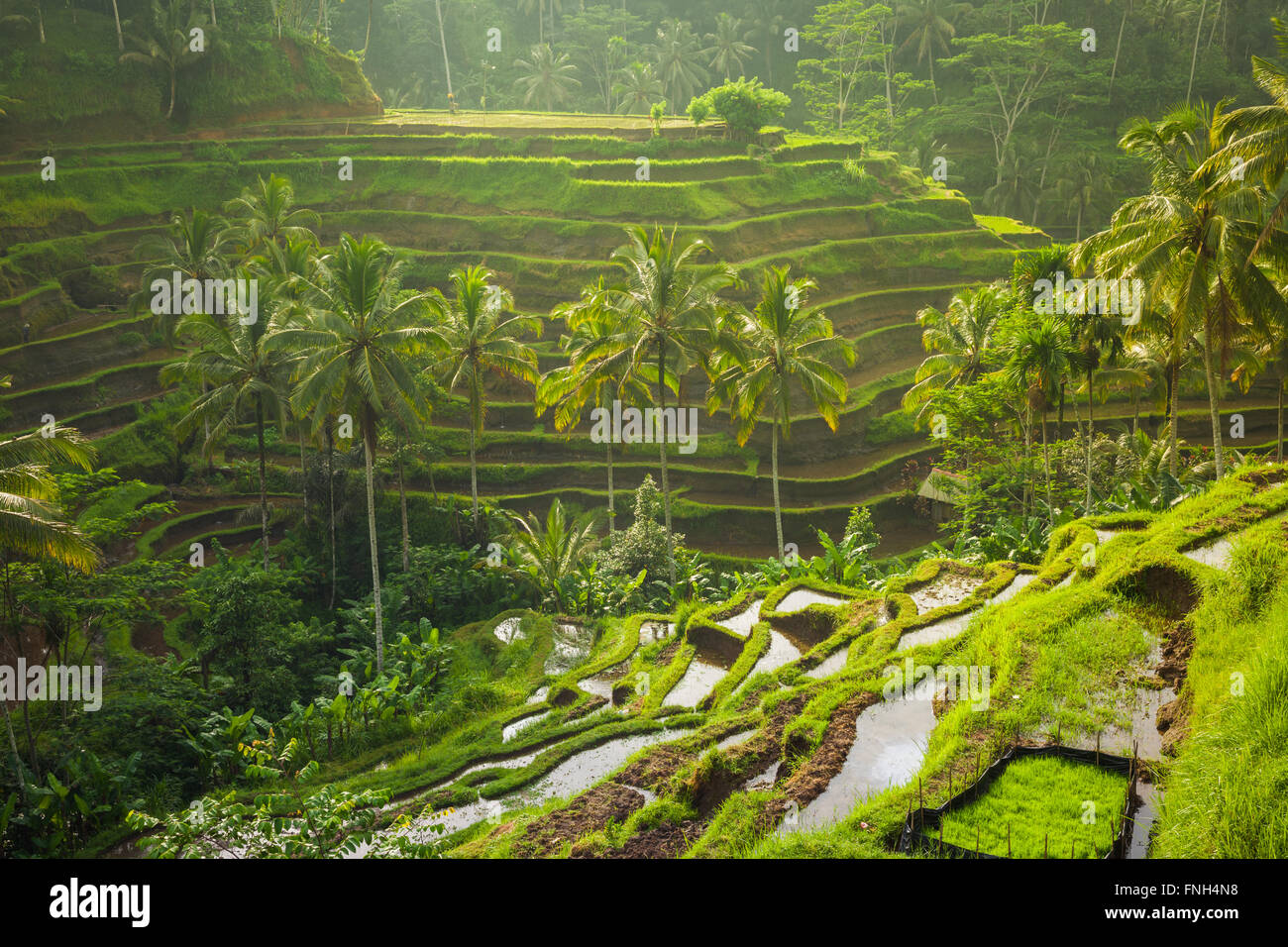 Belles terrasses de riz dans le moring lumière près de village de Tegallalang, Ubud, Bali, Indonésie. Banque D'Images