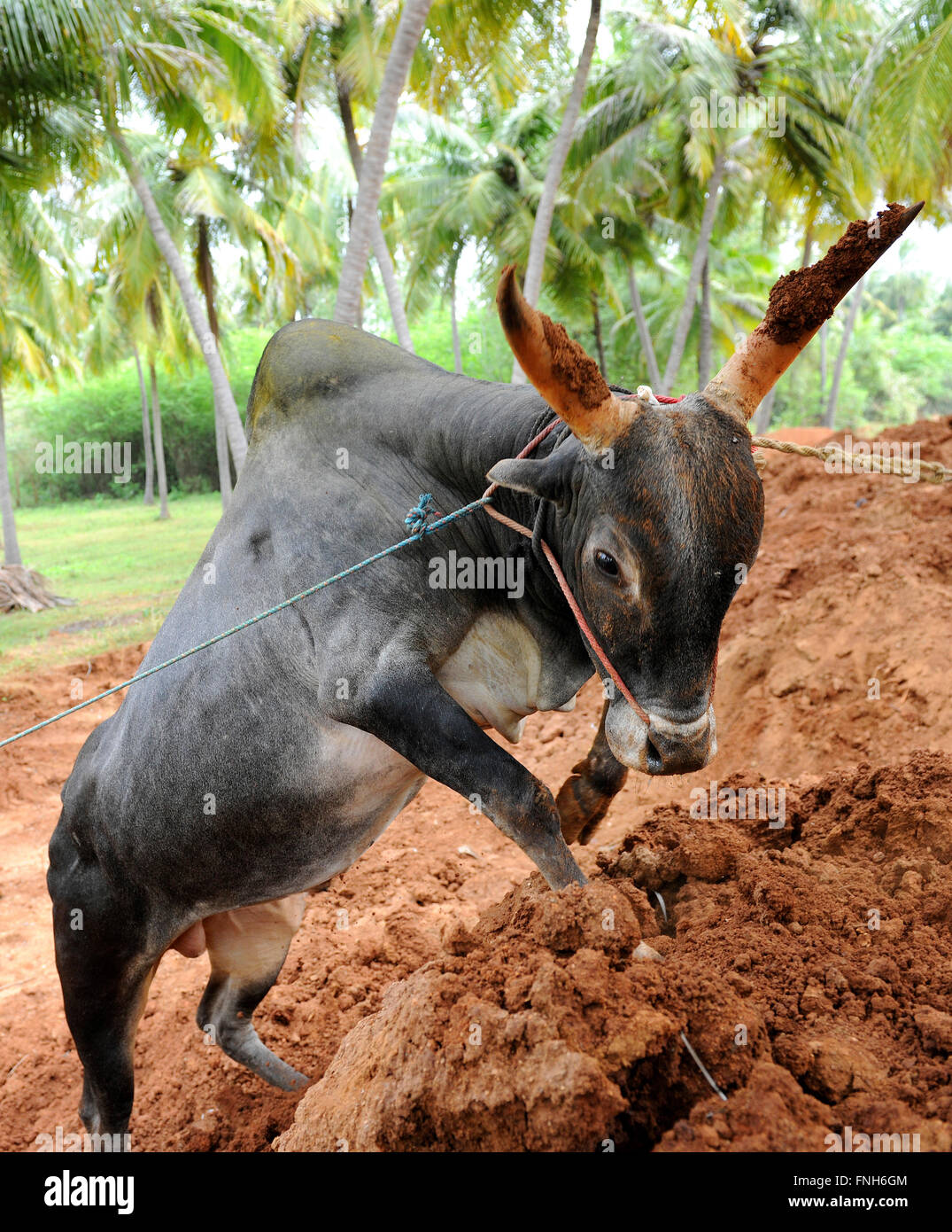 Jallikattu féroce taureau. Bosse majestueuses cornes sharp qui sont la marque d'un jallikattu Kaalai Kangayam bull (bull) Madurai Banque D'Images