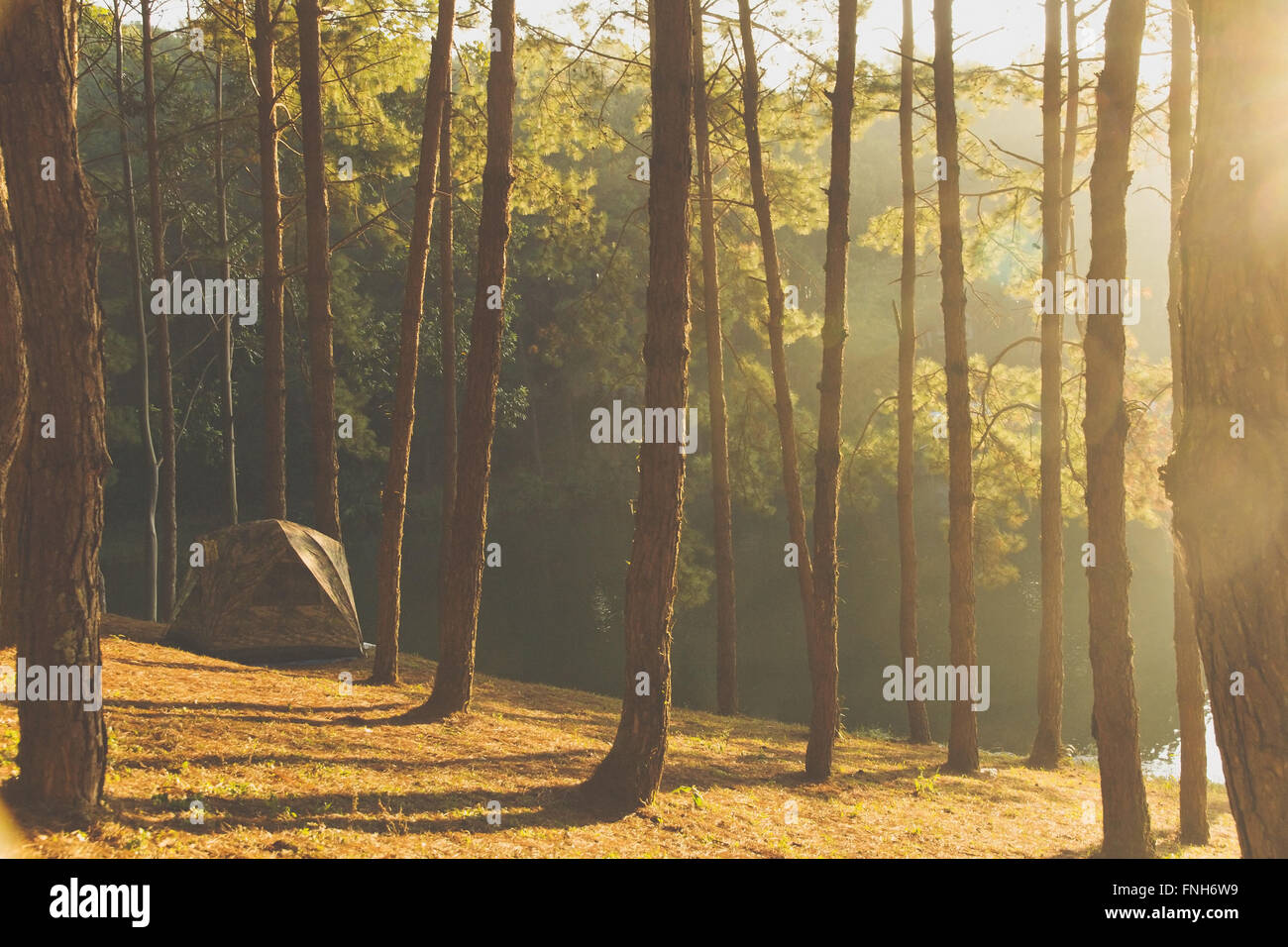 Camping à Pang Tong sous Royal Forest Park Banque D'Images