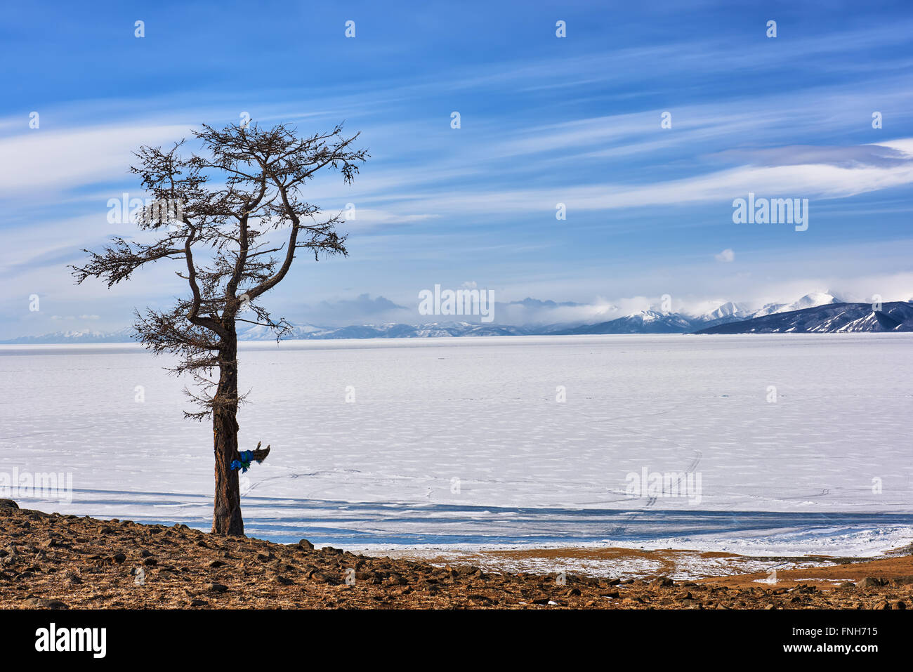 Lonely Lonely mélèze sur rives du lac Hovsgol . Mars. La Mongolie Banque D'Images