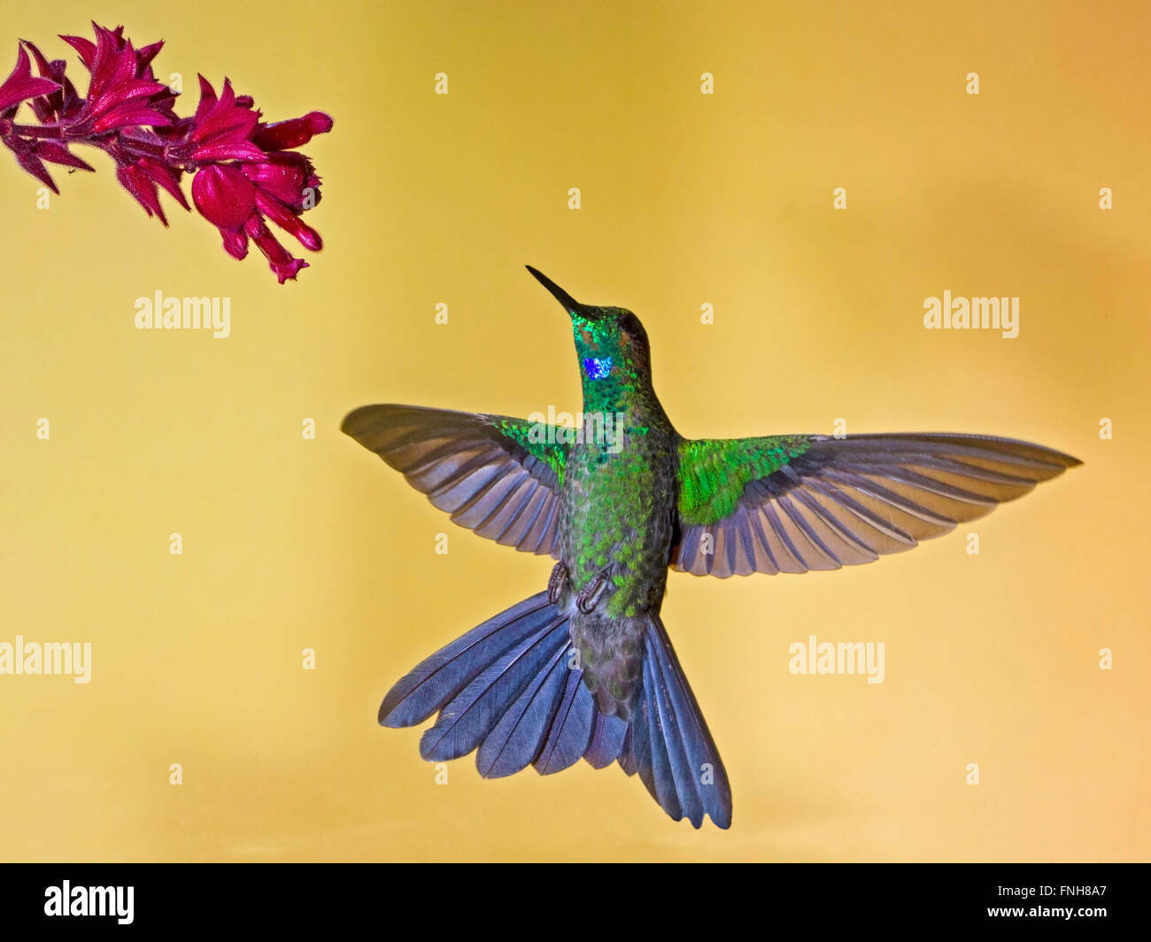 Homme-vert brillant couronné planant hummingbird Banque D'Images