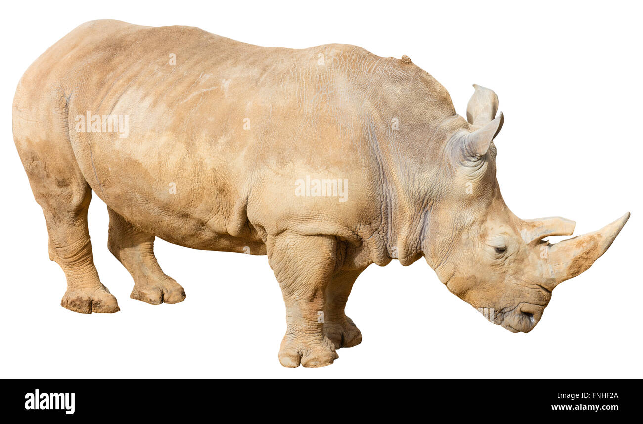 White Rhino (Cerathotherium simum) sur un fond blanc avec un chemin de détourage Banque D'Images