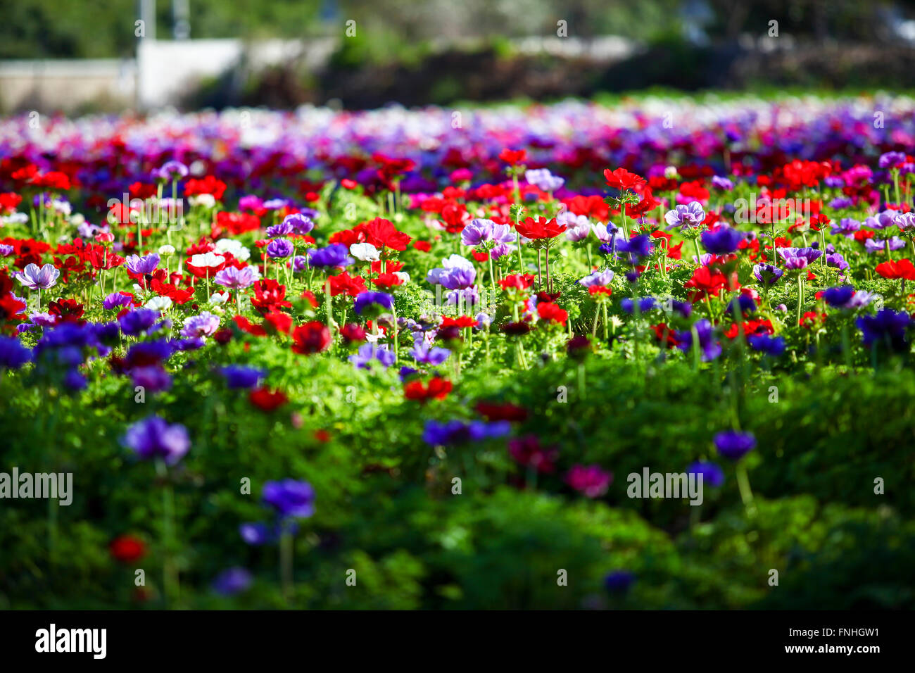 Un champ cultivé et coloré de fleurs Anémone éclatantes. Photographié en Israël Banque D'Images