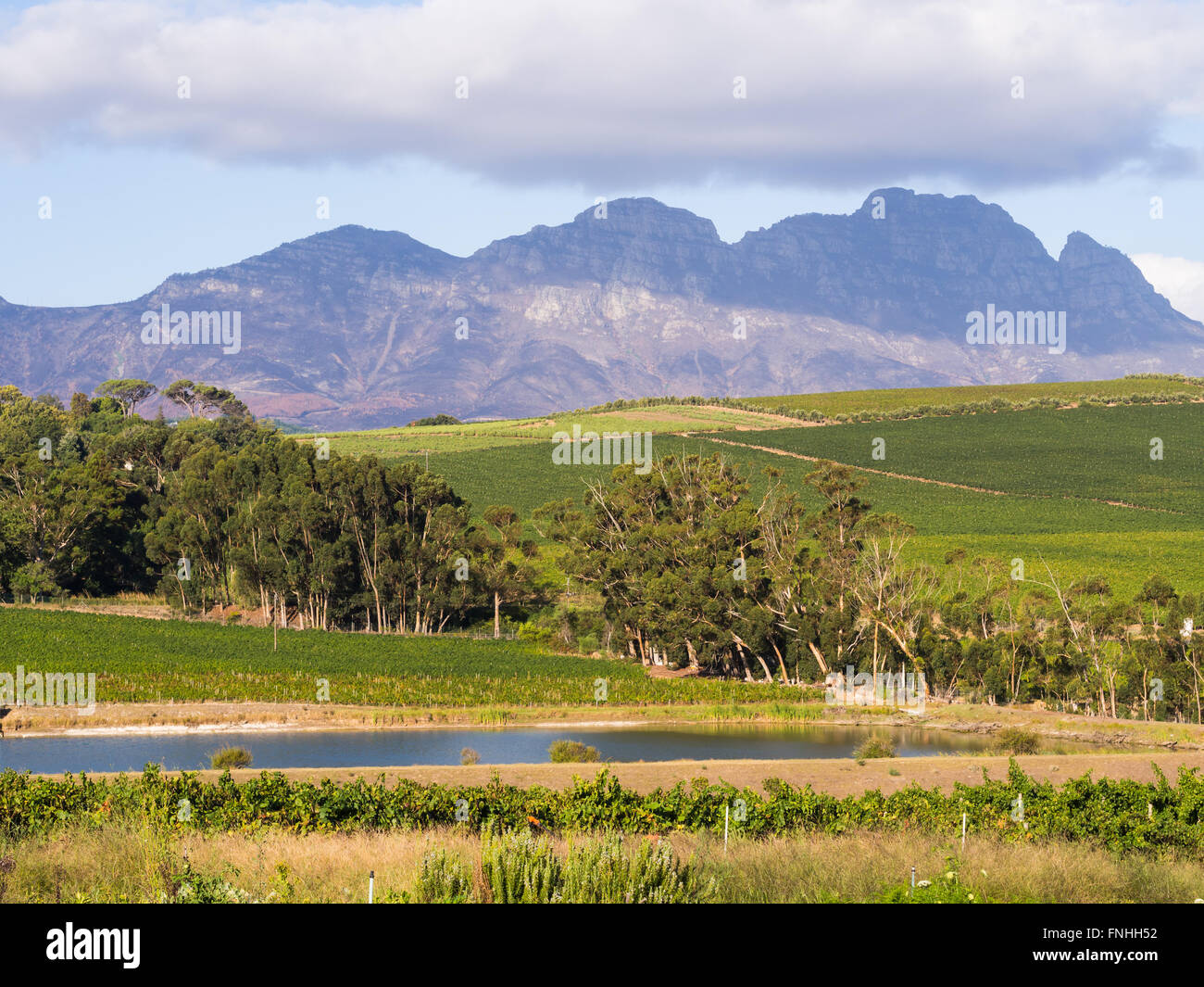 Paysage dans Stellenbosch, Western Cape, Afrique du Sud. Banque D'Images