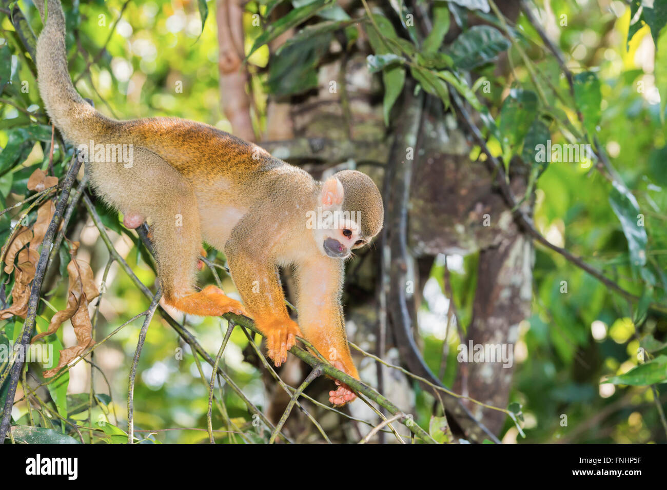 Singe écureuil (Saimiri sciureus), l'état d'Amazonas, Brésil Banque D'Images