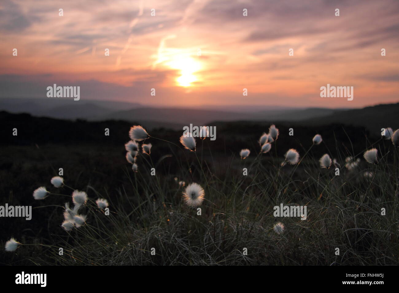 Le soleil se couche sur les collines dans le parc national de Peak District, dorure de touffes de coton de l'golden - Derbyshire England UK summer Banque D'Images