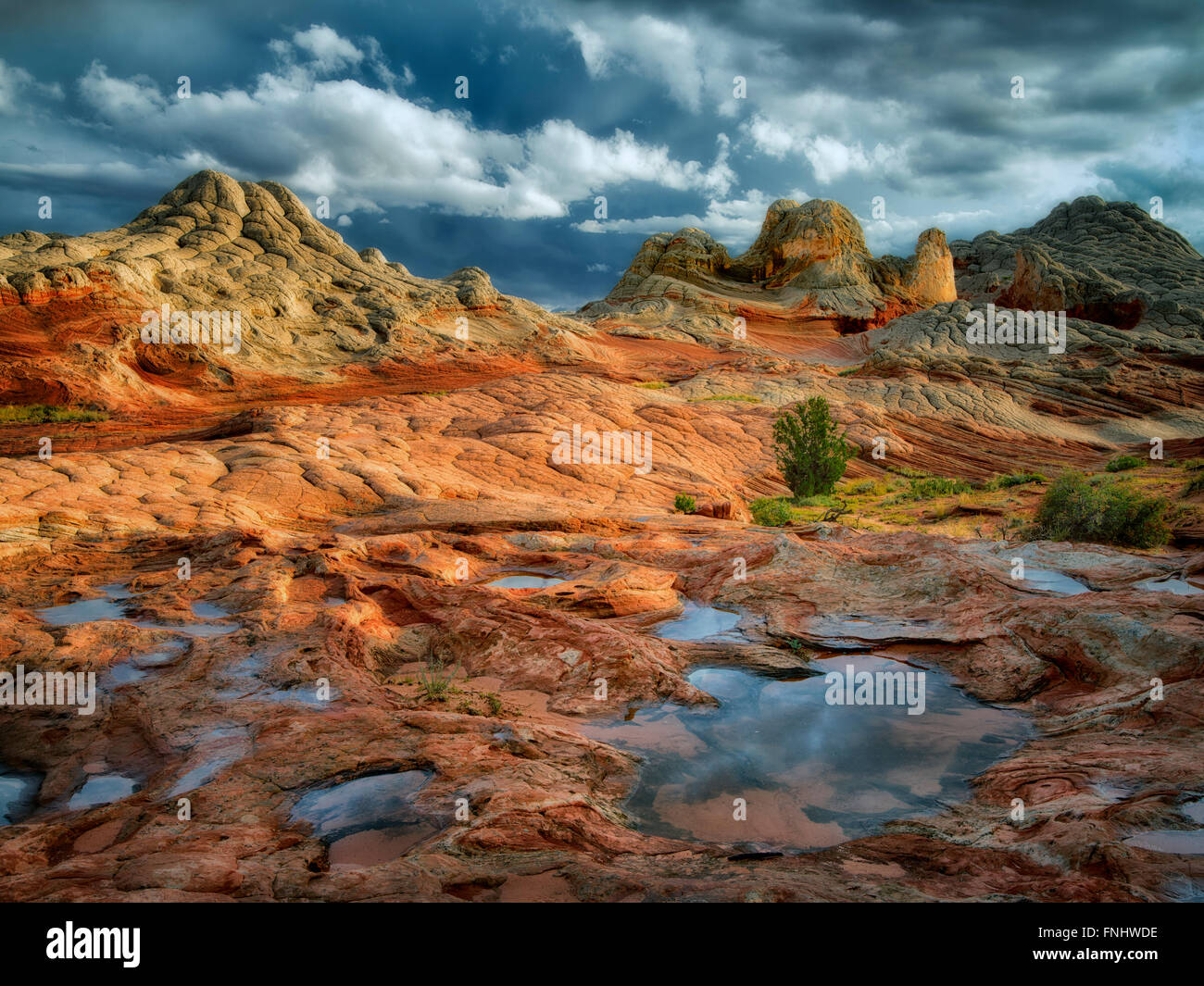 Pocket blanc avec l'eau de pluie piscines. Vermilion Cliffs National Monument, Arizona Banque D'Images