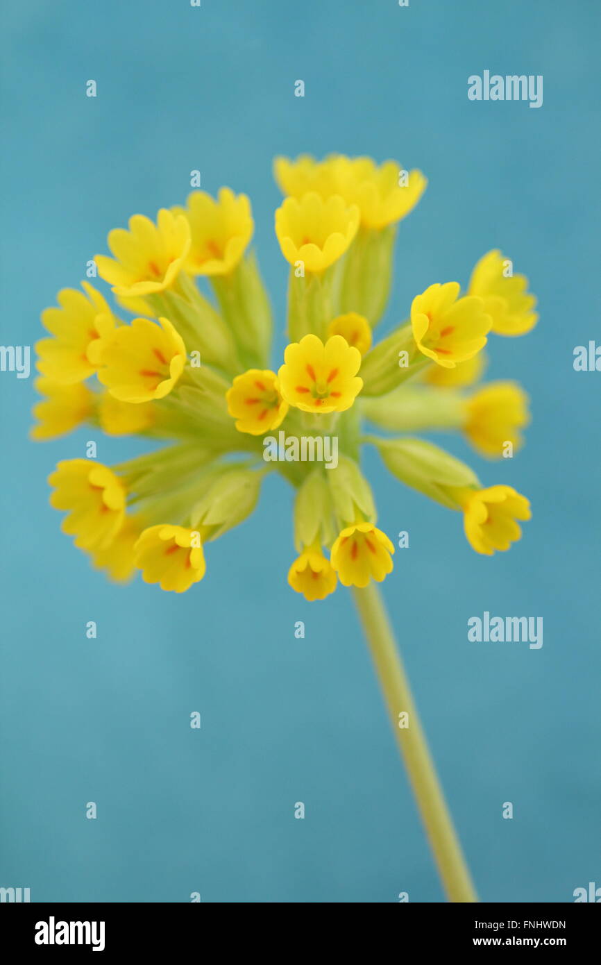 Un coucou bleu (primula veris) en pleine floraison dans le Derbyshire, Royaume-Uni Banque D'Images