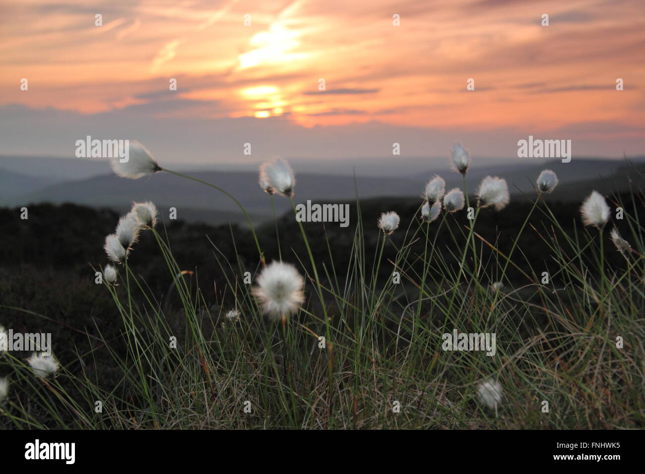 Le soleil se couche sur les collines dans le parc national de Peak District, dorure de touffes de coton de l'golden - Derbyshire England UK summer Banque D'Images