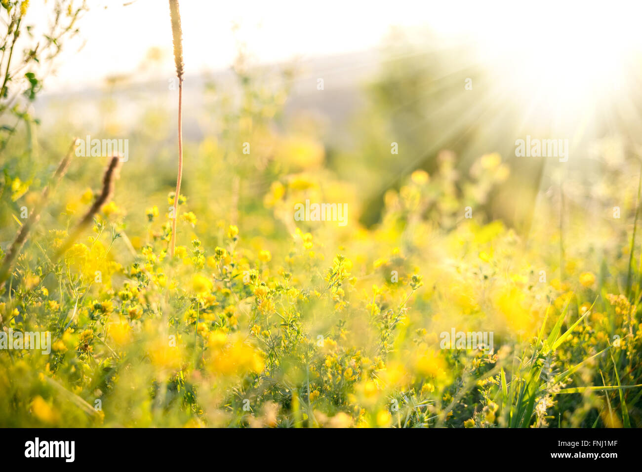 Beau paysage rural avec le lever du soleil sur un pré. soft focus Banque D'Images