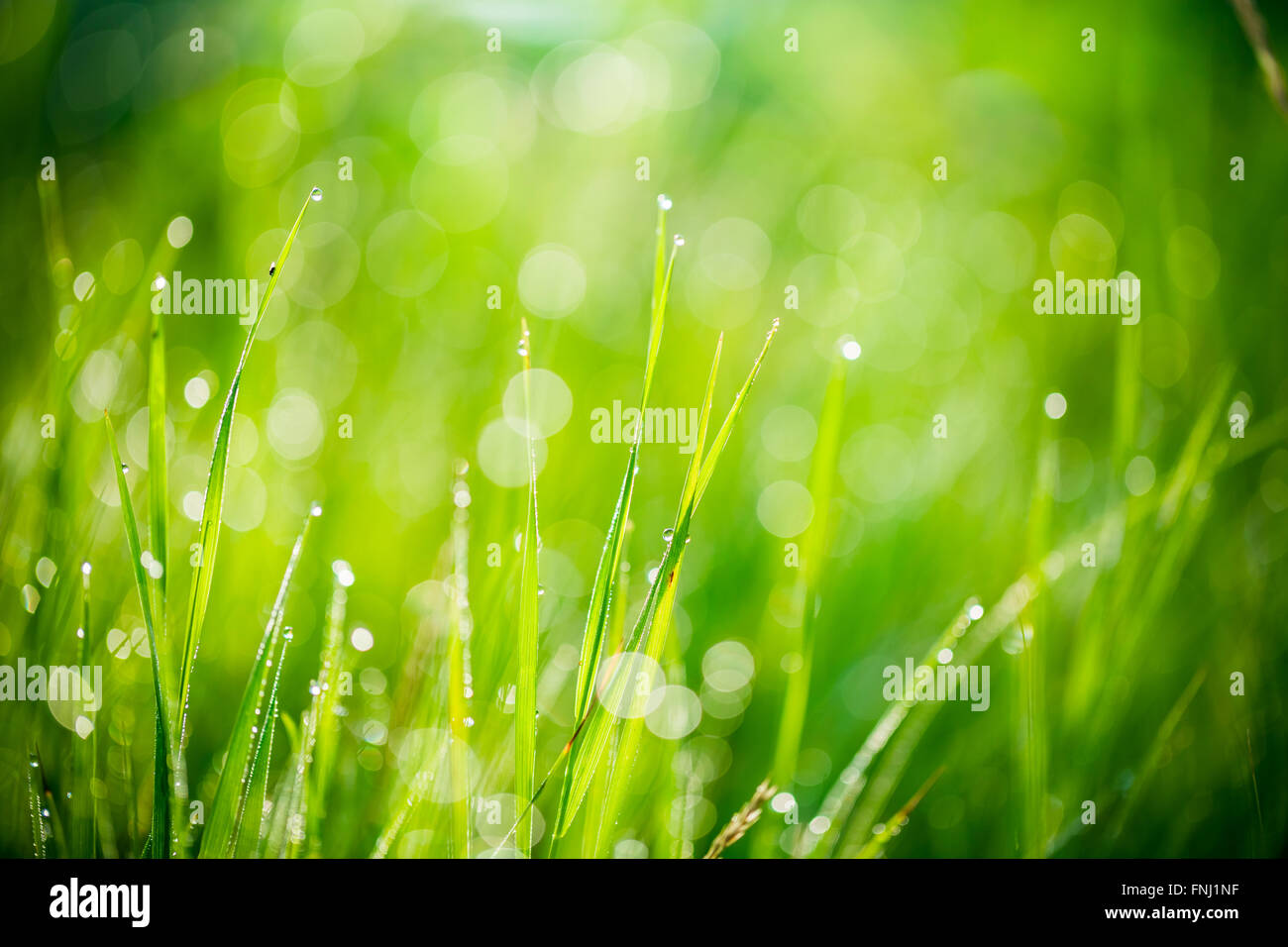 L'herbe verte fraîche avec des gouttes d'eau sur l'arrière-plan d'ensoleillement poutres apparentes. soft focus Banque D'Images