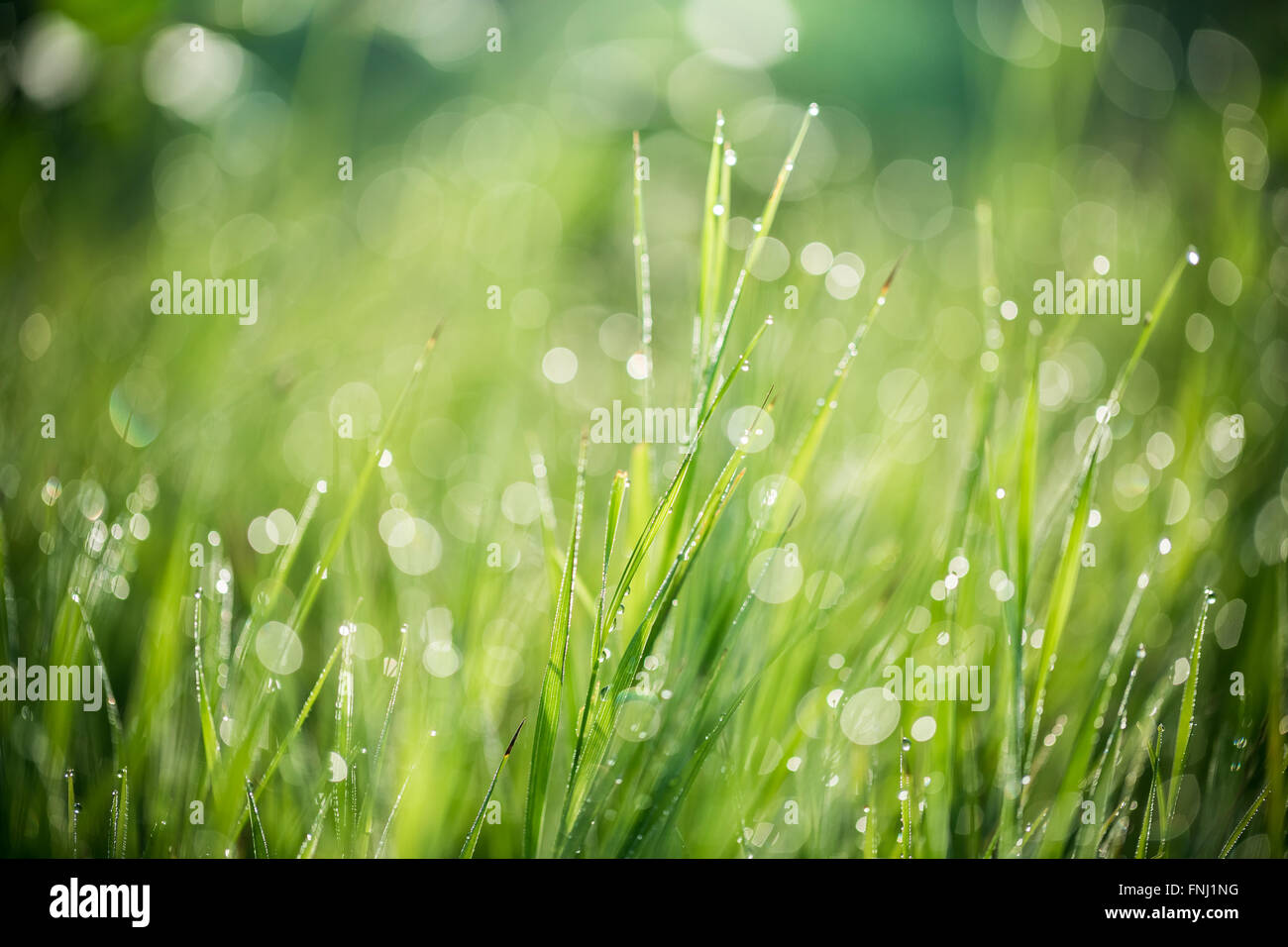 L'herbe verte fraîche avec des gouttes d'eau sur l'arrière-plan d'ensoleillement poutres apparentes. soft focus Banque D'Images