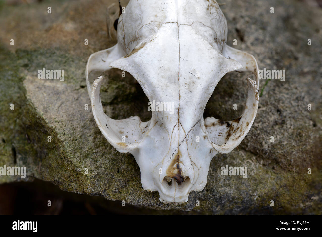 Chat domestique skull white background Banque D'Images