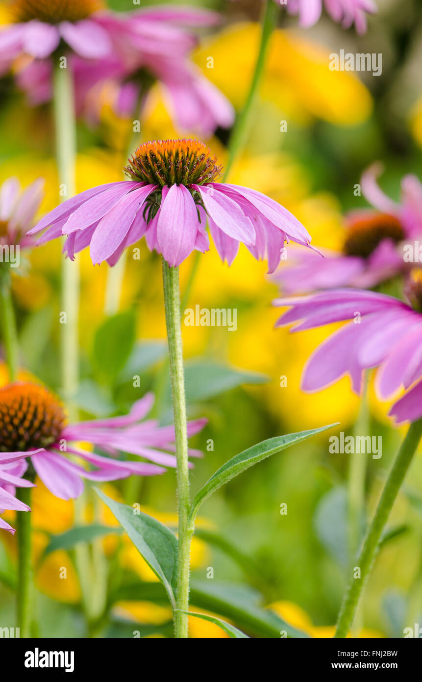 Close-up de cône rose foncé sur un fond de fleurs jaune vif-noir Susans yeux dans un jardin d'été. Banque D'Images
