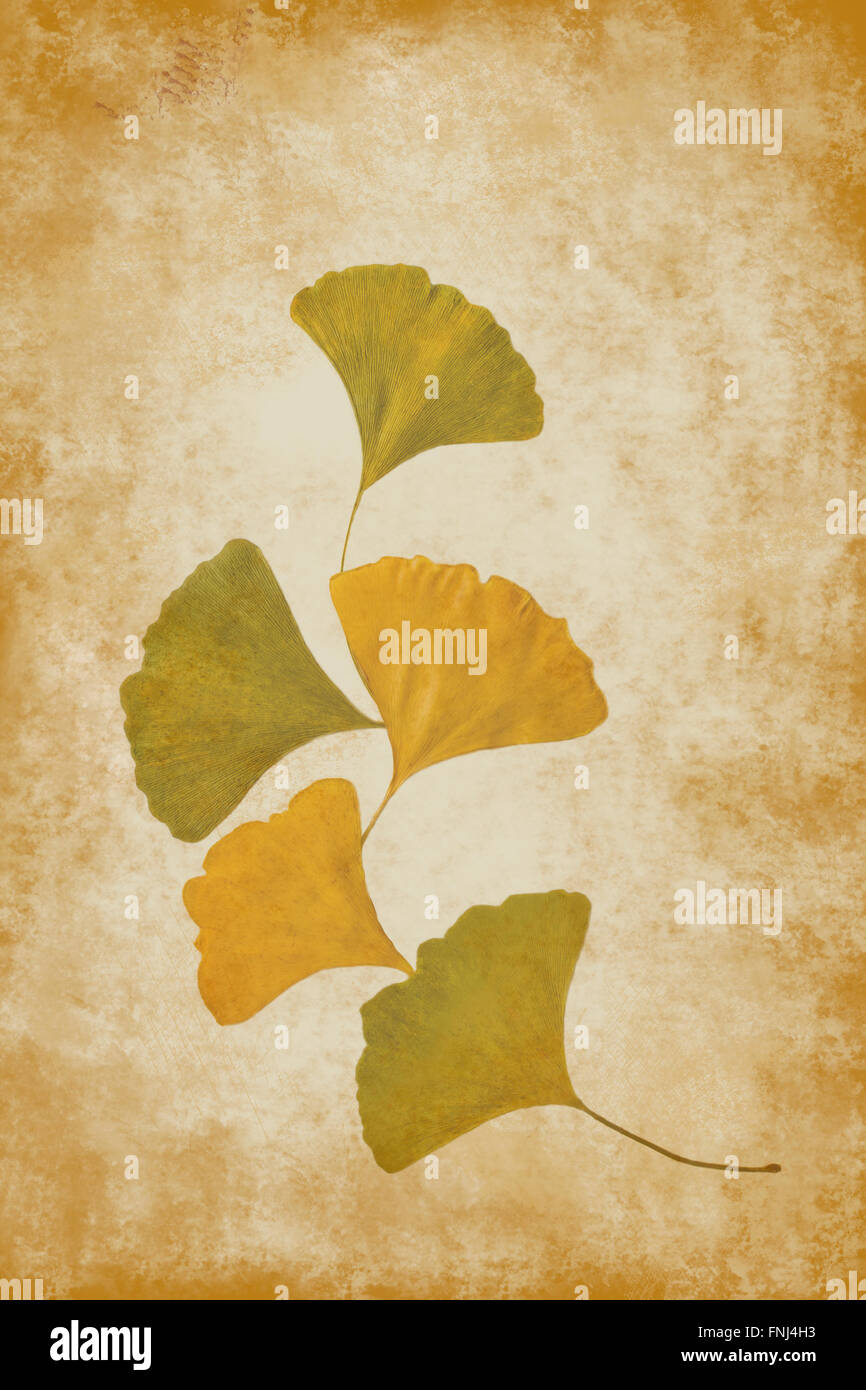 Les feuilles de ginko sur golden grunge background Banque D'Images