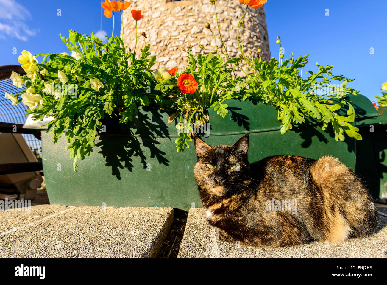Chat et moulin d'Allauch, BDR, PACA, France,13 Banque D'Images