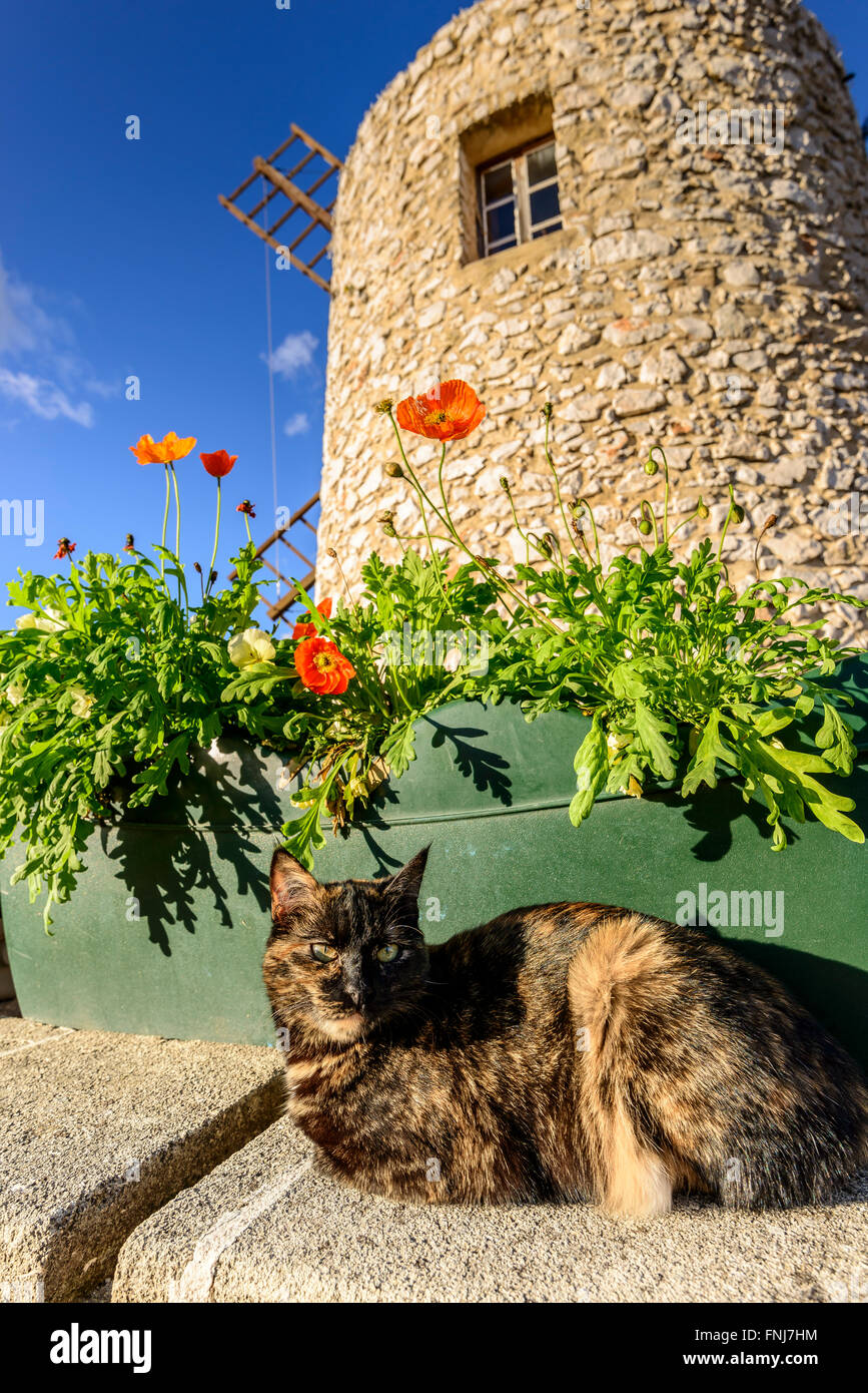 Chat et moulin d'Allauch, BDR, PACA, France,13 Banque D'Images