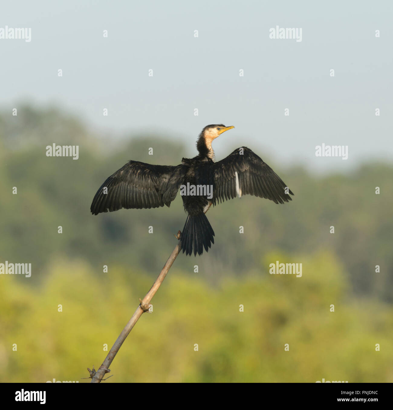 Aigrette garzette (Phalacrocorax), Fogg Dam, Territoire du Nord, Australie Banque D'Images