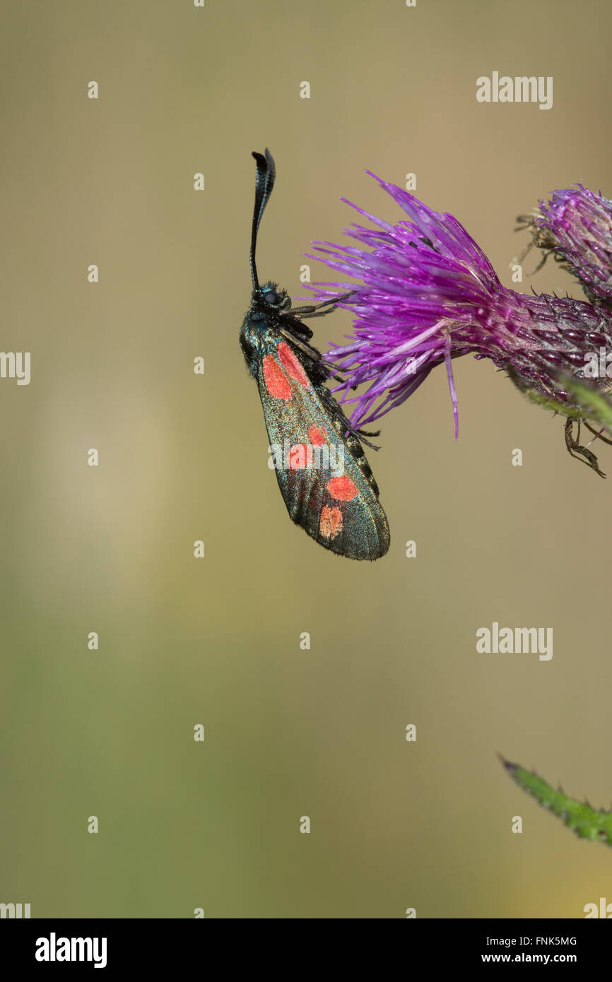 Un spot Six Burnett (Zygaena filipendulae) repose sur une tête de floraison mauve, B-3461 High Woods, East Sussex, UK Banque D'Images