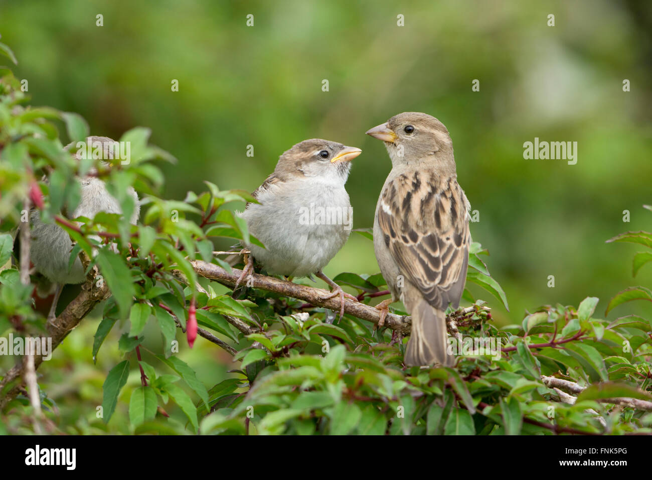 Une femelle Moineau domestique (Passer domesticus) alimente un jeune dans un jardin, Hastings, East Sussex, UK Banque D'Images