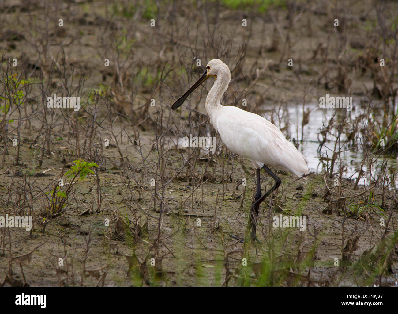 Spatule blanche spatule blanche commune ou sur le sol Banque D'Images