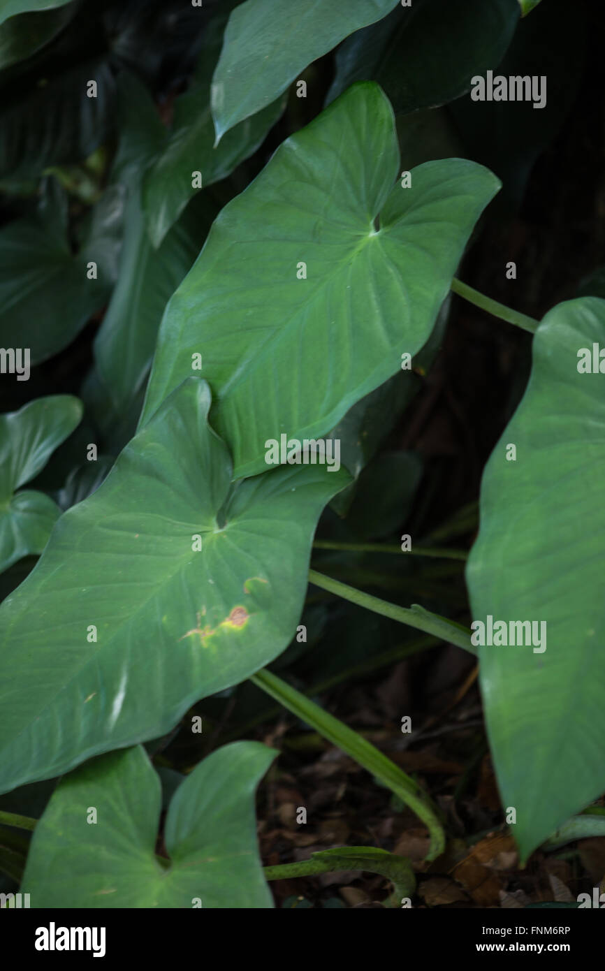 Abstract Close up shot of green plante tropicale sur fond noir Banque D'Images