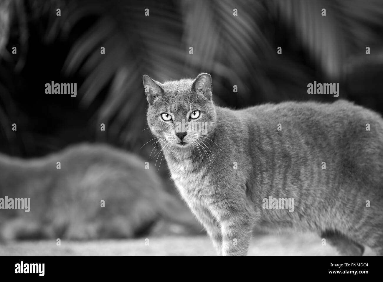 Chat sauvage sur l'île de Palm Beach Banque D'Images