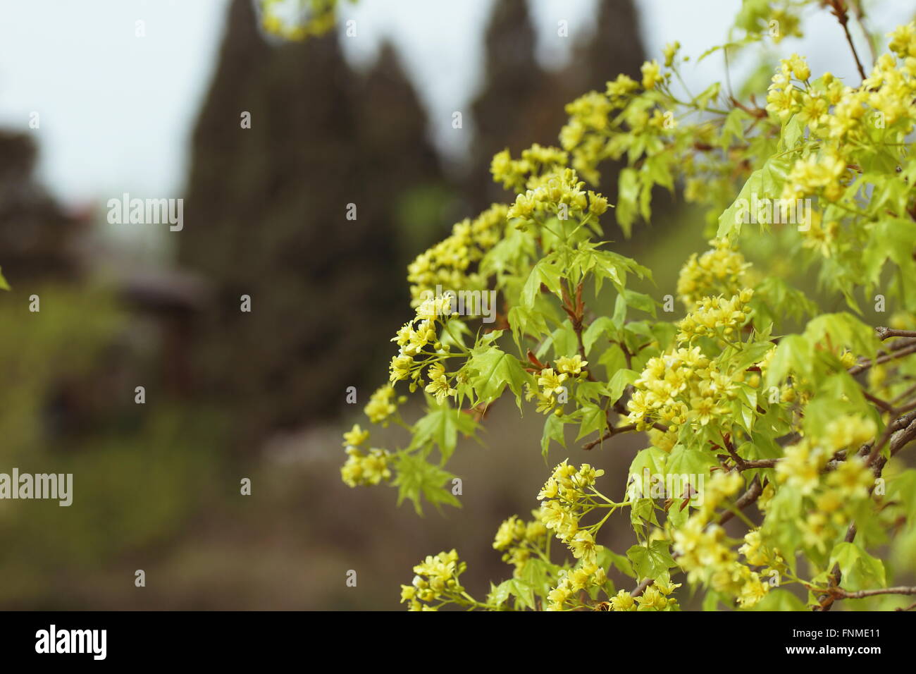 La floraison de l'érable au printemps. Banque D'Images