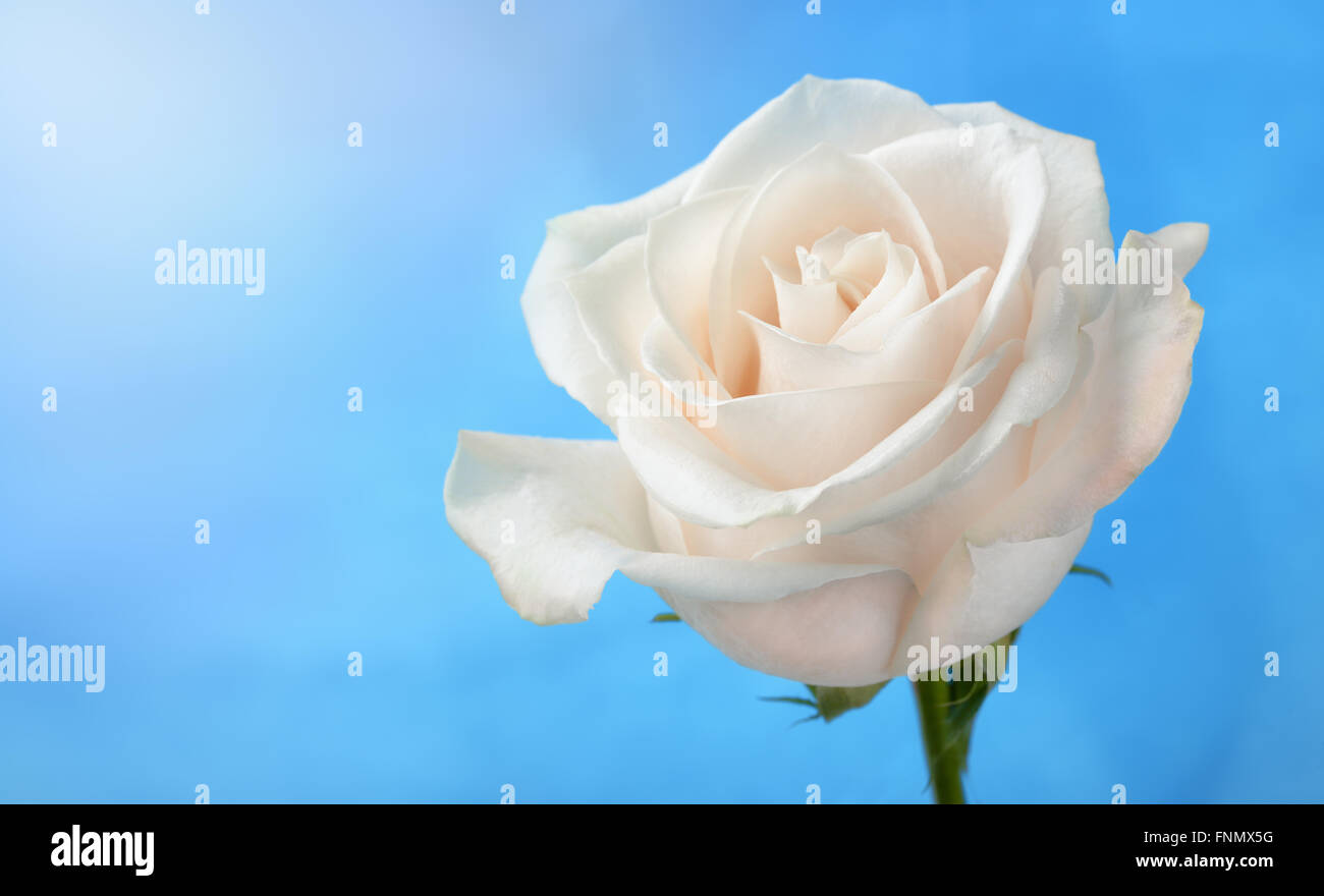 Rose blanche sous fond de ciel bleu Banque D'Images