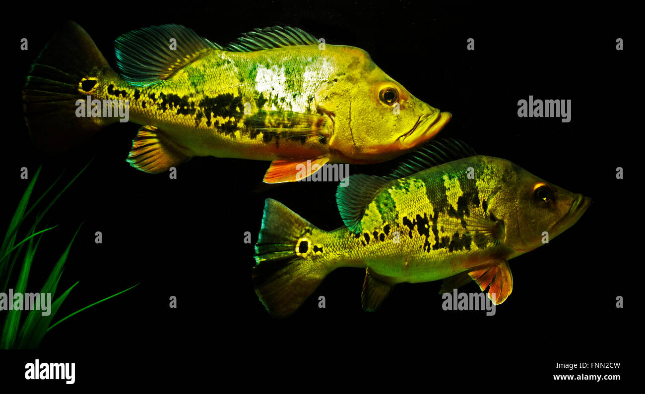 Cichla monoculus, Peacock bass Banque D'Images