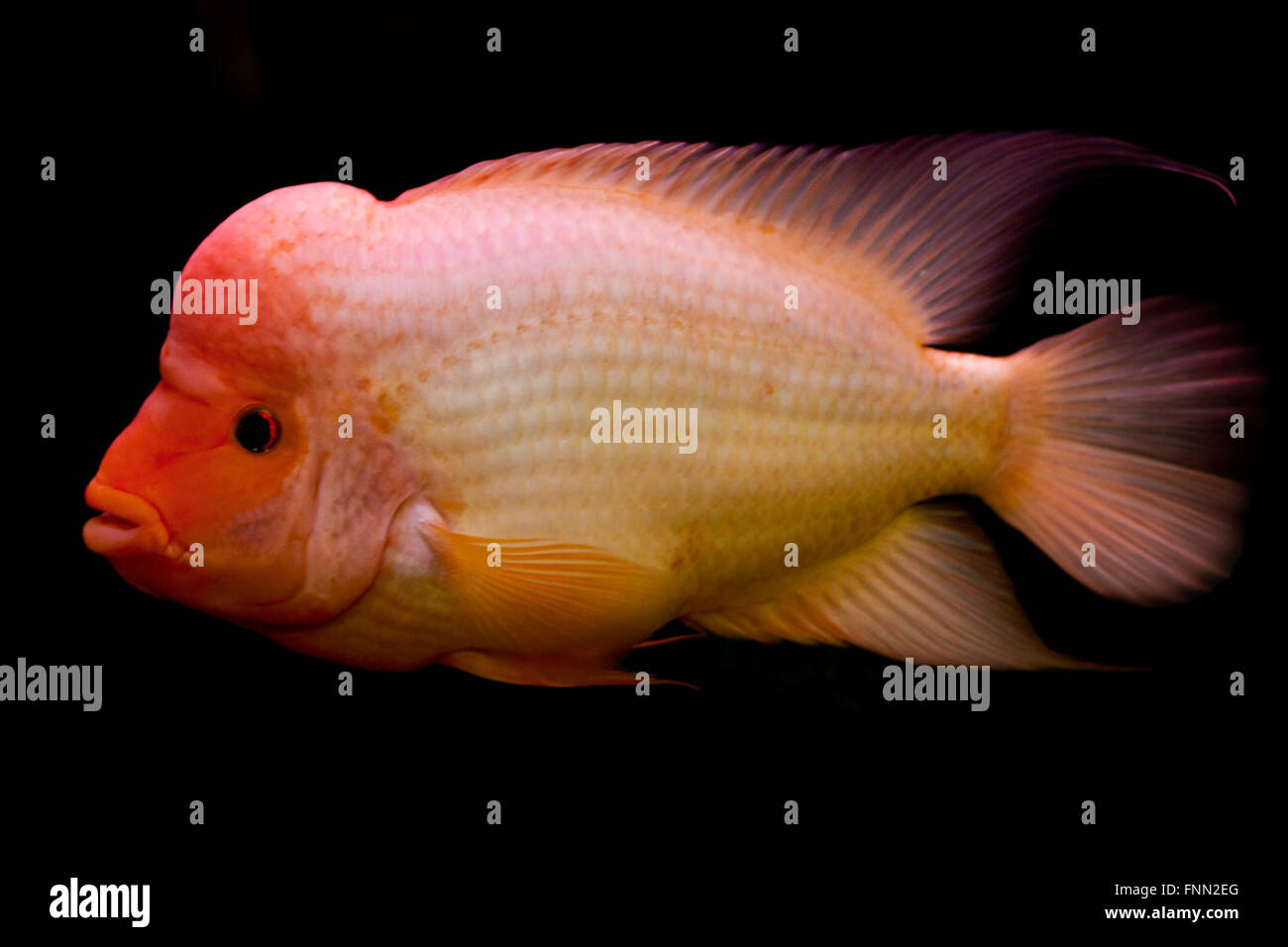 Red Devil cichlid cichlid, Midas, Banque D'Images