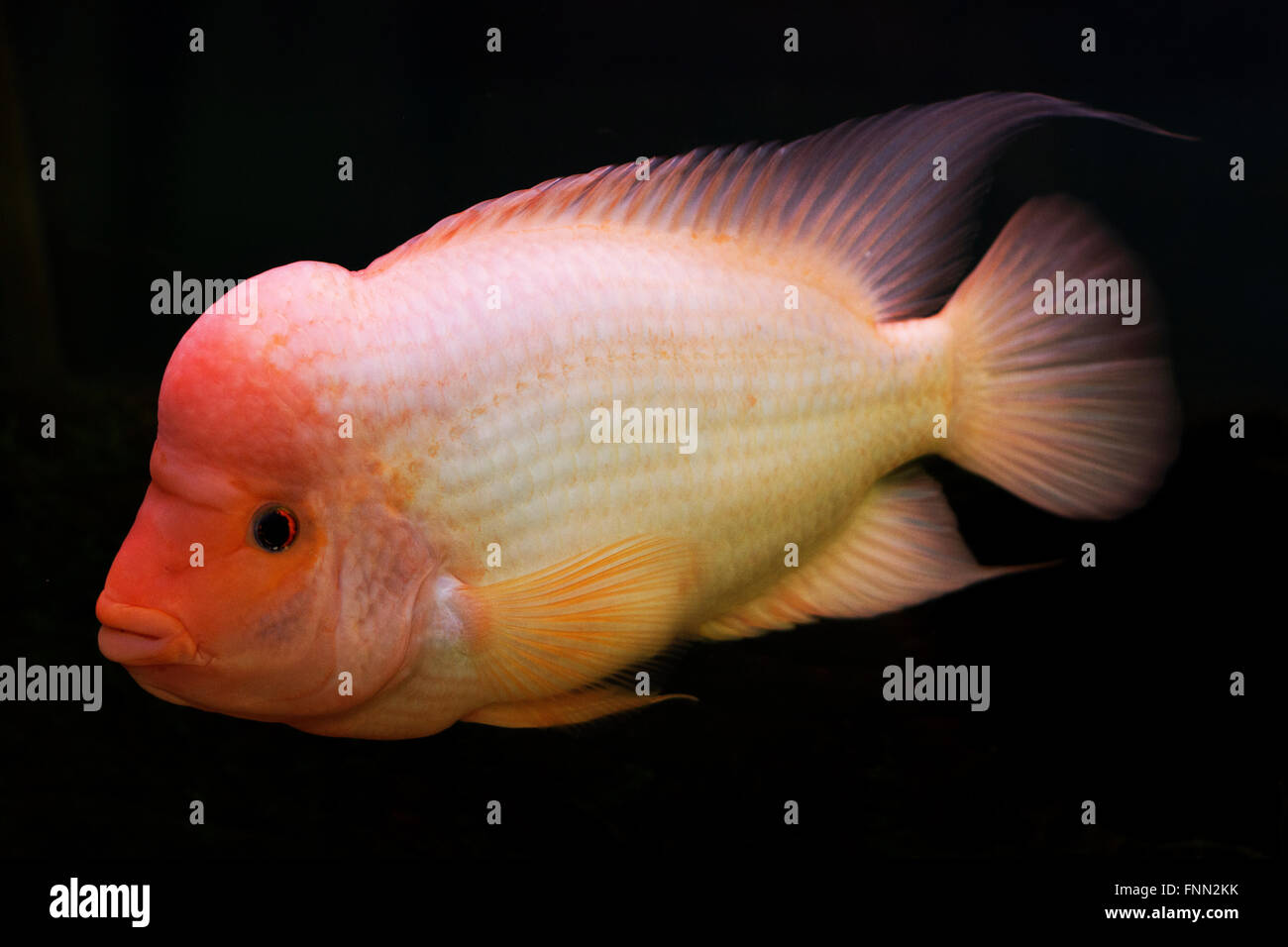 Red Devil cichlid midas Banque D'Images