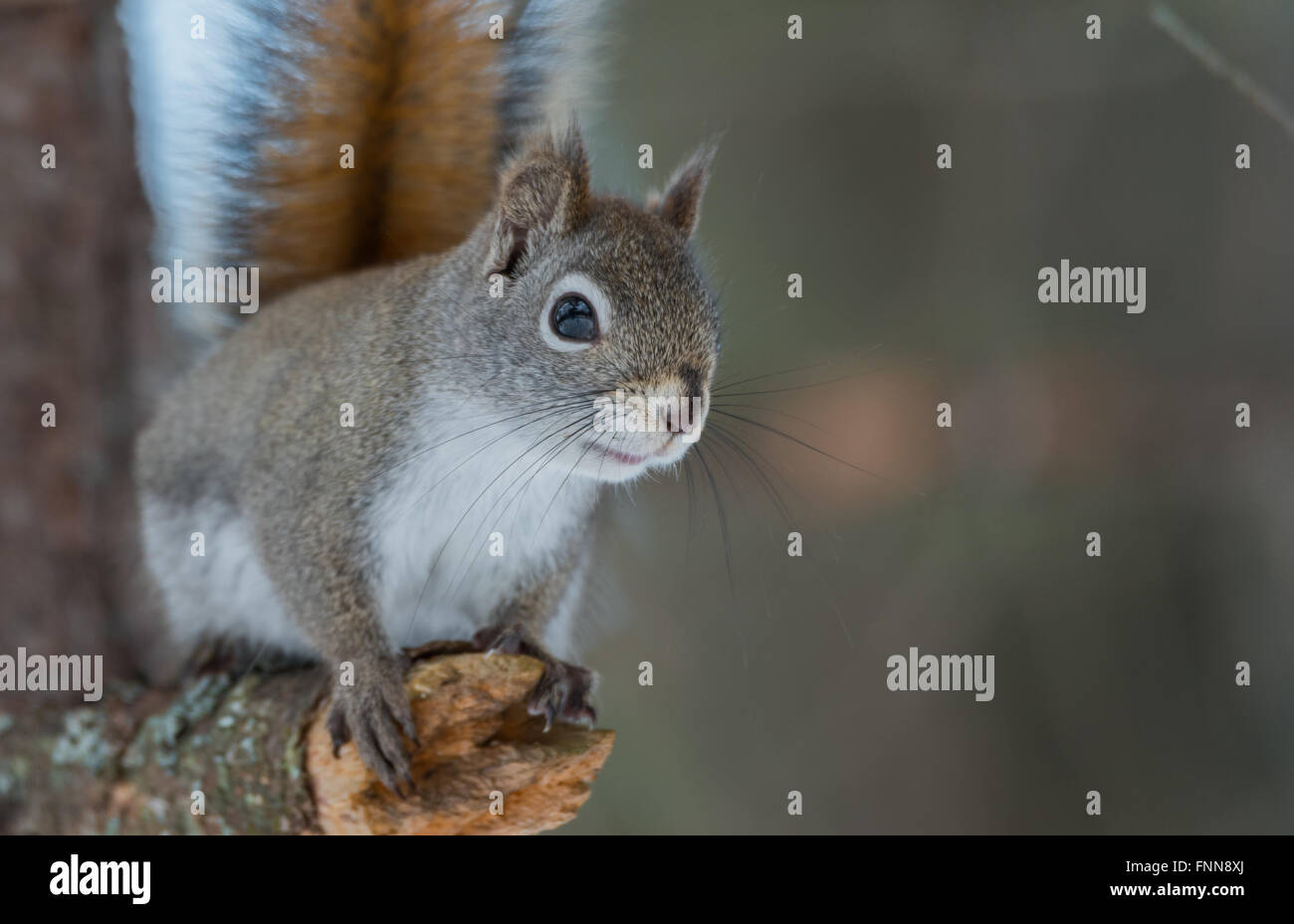 Attachant, le printemps, l'écureuil rouge close up and looking at camera, assis sur une branche cassée moignon. Banque D'Images