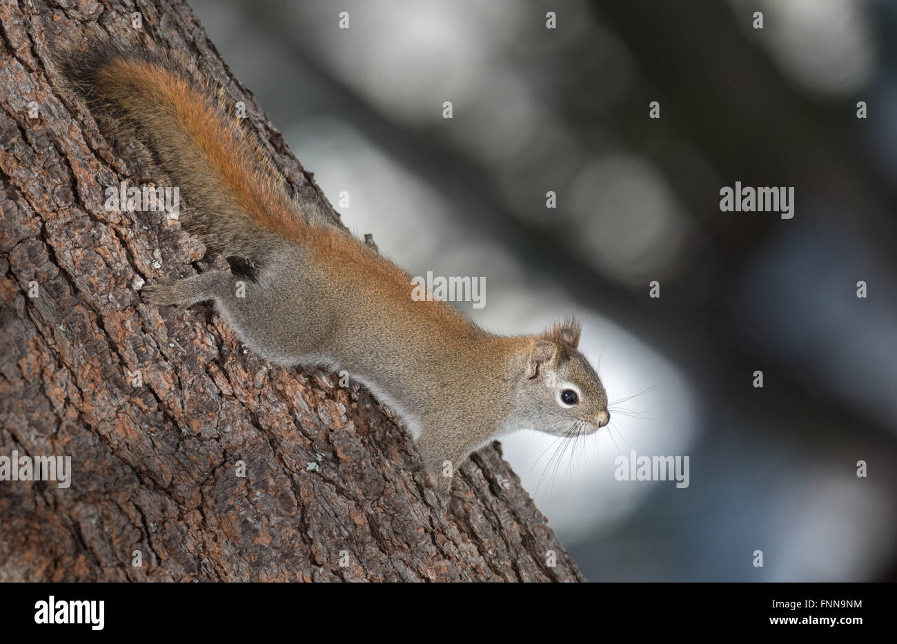 Orange-feu écureuil rouge de printemps, pleine longueur sur un arbre. Petite créature des bois montant et descendant des arbres dans un bois Banque D'Images