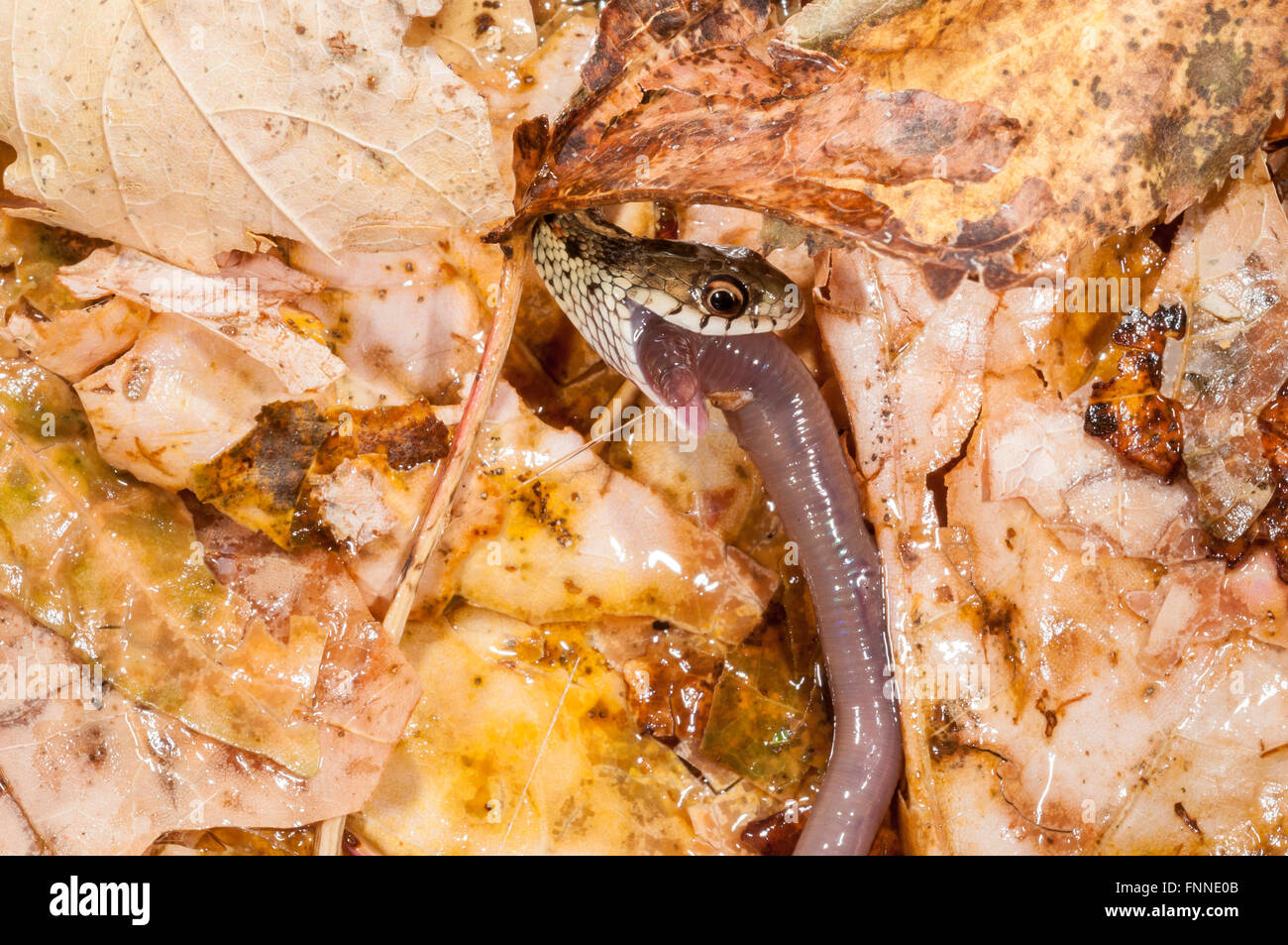 Recto verso rouge, Thamnophis sirtalis parietalis ; originaire d'Amérique du Nord et en Amérique centrale, en se nourrissant de ver Banque D'Images